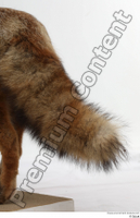  Red fox tail 0003.jpg